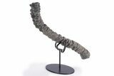 Fossil Ichthyosaur (Ichthyosaurus) Vertebra String - England #357344-3
